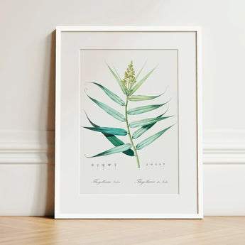 Bush Cane - Pierre-joseph Redouté Botanist Art Print / Canvas Framed Botanical Illustration Detailed Green Plant Elongated Redouté,