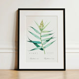 Bush Cane - Pierre-joseph Redouté Botanist Art Print / Canvas Framed Botanical Illustration Detailed Watercolor Depiction Green Redouté,