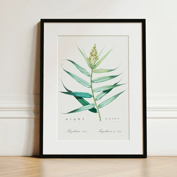 Bush Cane - Pierre-joseph Redouté Botanist Art Print / Canvas Framed Botanical Illustration Detailed Watercolor Depiction Green Redouté,