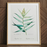Bush Cane - Pierre-joseph Redouté Botanist Art Print / Canvas Framed Botanical Illustration Green Leafy Plant Delicate Elongated Redouté,