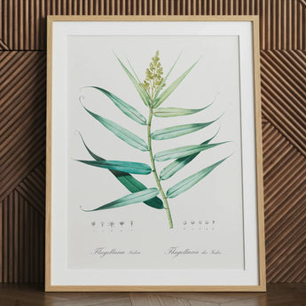 Bush Cane - Pierre-joseph Redouté Botanist Art Print / Canvas Framed Botanical Illustration Green Leafy Plant Delicate Elongated Redouté,