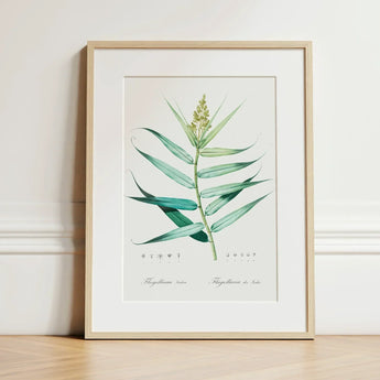Bush Cane - Pierre-joseph Redouté Botanist Art Print / Canvas Framed Botanical Illustration Green Leafy Plant Delicate Yellow Redouté,
