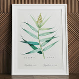 Bush Cane - Pierre-joseph Redouté Botanist Art Print / Canvas Framed Botanical Illustration Green Leafy Plant Delicate Yellow Redouté,