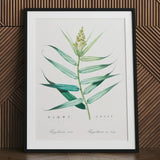 Bush Cane - Pierre-joseph Redouté Botanist Art Print / Canvas Framed Botanical Illustration Green Plant Long Leaves Stem Pierre-joseph