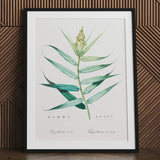 Bush Cane - Pierre-joseph Redouté Botanist Art Print / Canvas Framed Botanical Illustration Green Plant Long Leaves Stem Redouté,