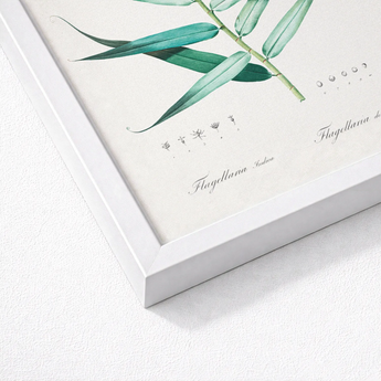 Bush Cane - Pierre-joseph Redouté Botanist Art Print / Canvas White Framed Botanical Illustration Green Bamboo Stalk Detailed Redouté,