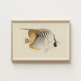 Framed Illustration Striped Butterflyfish Soft Beige Tones Encased Luigi Balugani, Sea Life, Marine Artistry