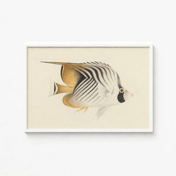 Framed Vintage-style Illustration Striped Butterflyfish Black White Gold Luigi Balugani, Sea Life, Marine Artistry