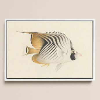 Butterflyfish - Luigi Balugani Ocean Life Art Print / Canvas, 18x12’’ / 46x31cm / White Frame, Posters Prints & Visual Artwork, Toby Leon