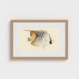 Butterflyfish - Luigi Balugani Ocean Life Art Print / Canvas Framed Watercolor Illustration Striped Soft Beige Tones, Sea, Marine Artistry
