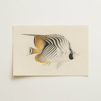 Butterflyfish - Luigi Balugani Ocean Life Art Print / Canvas, 18x12’’ / 46x31cm / Unframed / no Border, Posters Prints & Visual Artwork,