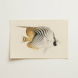 Butterflyfish - Luigi Balugani Ocean Life Art Print / Canvas, 18x12’’ / 46x31cm / Unframed / no Border, Posters Prints & Visual Artwork,