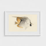 Butterflyfish - Luigi Balugani Ocean Life Art Print / Canvas Framed Vintage-style Illustration Striped Black White Gold, Sea, Marine
