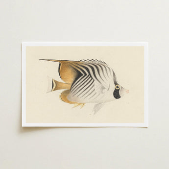 Butterflyfish - Luigi Balugani Ocean Life Art Print / Canvas Framed Illustration White Black Striped Gold Accents, Sea, Marine Artistry