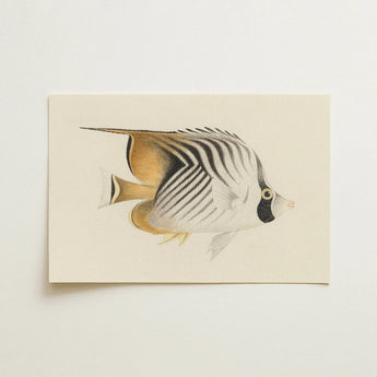Butterflyfish - Luigi Balugani Ocean Life Art Print / Canvas, Luigi Balugani, Balugani Sea Life, Marine Artistry