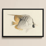 Butterflyfish - Luigi Balugani Ocean Life Art Print / Canvas, Luigi Balugani, Balugani Sea Life, Marine Artistry
