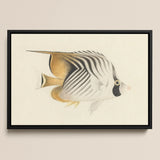 Butterflyfish - Luigi Balugani Ocean Life Art Print / Canvas Black-framed Artwork Detailed Illustration White Gold-striped Black, Sea,