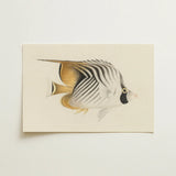 Butterflyfish - Luigi Balugani Ocean Life Art Print / Canvas Delicately Illustrated Tropical Fish Bold Black White Stripes, Sea, Marine