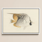 Butterflyfish - Luigi Balugani Ocean Life Art Print / Canvas Framed Artwork Detailed Hand-drawn Black White Striped, Sea, Marine Artistry