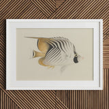 Butterflyfish - Luigi Balugani Ocean Life Art Print / Canvas Framed Illustration Striped Black White Gold Markings, Sea, Marine Artistry
