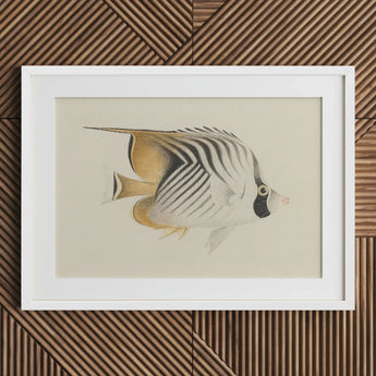 Butterflyfish - Luigi Balugani Ocean Life Art Print / Canvas Framed Illustration Striped Black White Gold Markings, Sea, Marine Artistry