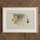 Butterflyfish - Luigi Balugani Ocean Life Art Print / Canvas Framed Illustration Striped Soft Beige Black Tones, Sea, Marine Artistry Prints