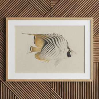 Butterflyfish - Luigi Balugani Ocean Life Art Print / Canvas Framed Illustration Striped Soft Beige Black Tones, Sea, Marine Artistry Prints