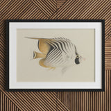 Butterflyfish - Luigi Balugani Ocean Life Art Print / Canvas Framed Illustration White Gold Striped Black Markings, Sea, Marine Artistry