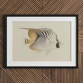 Butterflyfish - Luigi Balugani Ocean Life Art Print / Canvas Framed Illustration White Gold Striped Black Markings, Sea, Marine Artistry