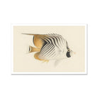 Butterflyfish - Luigi Balugani Ocean Life Art Print, Striped Tropical Fish White Tan Dark Eye