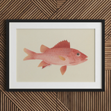 Caribbean Red Snapper - Luigi Balugani Sea Life Art Print / Canvas, 30x20’’ / 76x51cm / Black Frame / Matboard, Posters Prints & Visual
