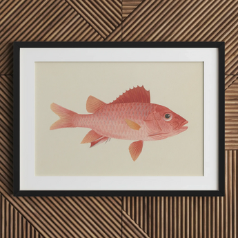 Caribbean Red Snapper - Luigi Balugani Sea Life Art Print / Canvas, 30x20’’ / 76x51cm / Black Frame / Matboard, Posters Prints & Visual
