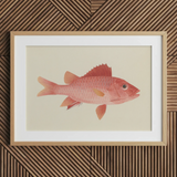 Caribbean Red Snapper - Luigi Balugani Sea Life Art Print / Canvas, 30x20’’ / 76x51cm / Natural Frame / Matboard, Posters Prints & Visual