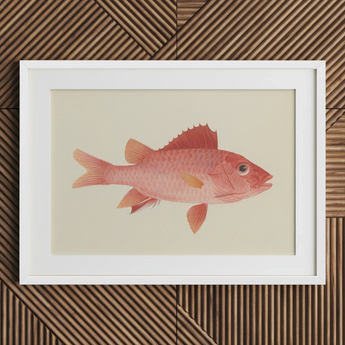 Caribbean Red Snapper - Luigi Balugani Sea Life Art Print / Canvas, 30x20’’ / 76x51cm / White Frame / Matboard, Posters Prints & Visual