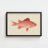 Framed Illustration Pink Fish Detailed Scales Fins Set Luigi Balugani, Caribbean Red Snapper, Exquisite Fine Art Print