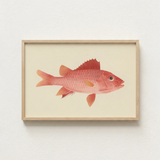 Framed Illustration Vibrant Pink Fish Detailed Scales Orange-tinted Luigi Balugani, Caribbean Red Snapper, Exquisite Fine Art Print