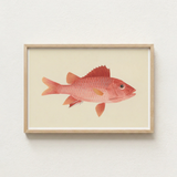 Framed Illustration Vibrant Coral-red Fish Delicate Orange Fins Luigi Balugani, Caribbean Red Snapper, Exquisite Fine Art Print