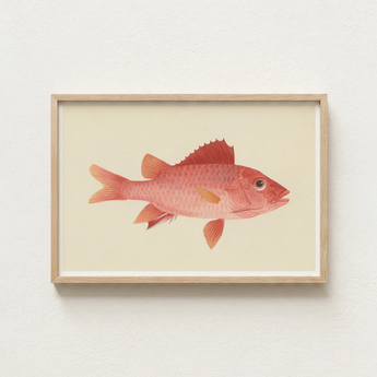Framed Illustration Vibrant Coral-red Fish Delicate Orange Fins Luigi Balugani, Caribbean Red Snapper, Exquisite Fine Art Print