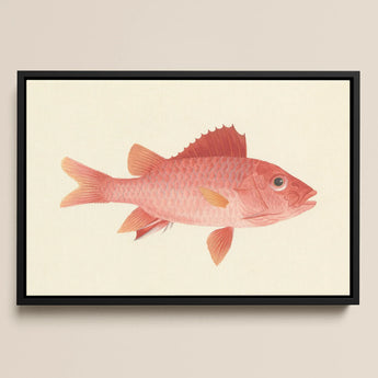 Caribbean Red Snapper - Luigi Balugani Sea Life Art Print / Canvas, 18x12’’ / 46x31cm / Black Frame, Posters Prints & Visual Artwork, Toby
