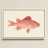 Caribbean Red Snapper - Luigi Balugani Sea Life Art Print / Canvas, 18x12’’ / 46x31cm / White Frame, Posters Prints & Visual Artwork, Toby
