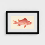 Caribbean Red Snapper - Luigi Balugani Sea Life Art Print / Canvas Framed Watercolor Illustration Pink Fish Detailed Scales Fins, Exquisite