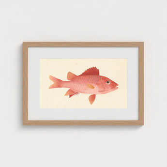 Caribbean Red Snapper - Luigi Balugani Sea Life Art Print / Canvas Framed Watercolor Illustration Vibrant Fish Detailed Scales, Exquisite