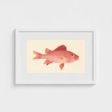 Caribbean Red Snapper - Luigi Balugani Sea Life Art Print / Canvas Framed Watercolor Illustration Vibrant Fish Delicate Orange, Exquisite