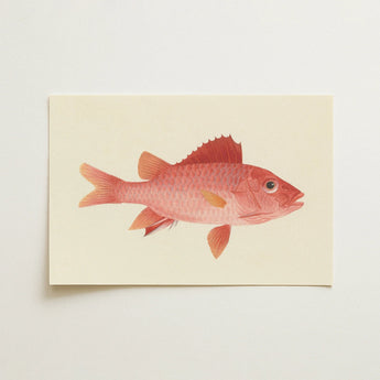 Caribbean Red Snapper - Luigi Balugani Sea Life Art Print / Canvas, 18x12’’ / 46x31cm / Unframed / no Border, Posters Prints & Visual