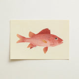 Caribbean Red Snapper - Luigi Balugani Sea Life Art Print / Canvas Delicately Illustrated Red Fish Printed Cream-colored Cardstock Luigi