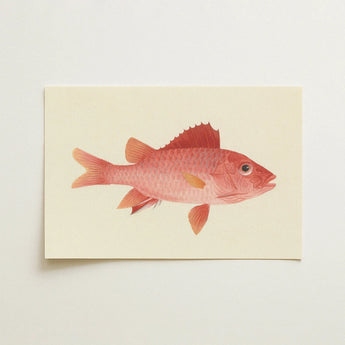 Caribbean Red Snapper - Luigi Balugani Sea Life Art Print / Canvas Delicately Illustrated Red Fish Printed Cream-colored Cardstock Luigi