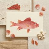 Caribbean Red Snapper - Luigi Balugani Sea Life Art Print / Canvas Delicately Illustrated Pink Fish Cream-colored Card Surrounded Seashells