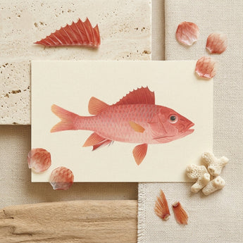 Caribbean Red Snapper - Luigi Balugani Sea Life Art Print / Canvas Delicately Illustrated Pink Fish Cream-colored Card Surrounded Seashells