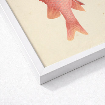 Caribbean Red Snapper - Luigi Balugani Sea Life Art Print / Canvas Framed Artwork Detailed Illustration Pink Fish Visible Scales, Exquisite