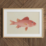 Caribbean Red Snapper - Luigi Balugani Sea Life Art Print / Canvas Framed Illustration Pink Fish Detailed Scales Fins Set, Exquisite Fine